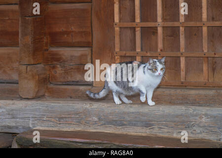 Niedliche graue Katze sitzt auf einer Holzbank draussen. eine graue Katze sitzt auf einer Holzbank in der Nähe des Hauses. Drei Farben schöne Katze. Stockfoto