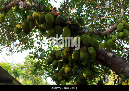 Cluster von breadfruits auf dem Baum - artocarpus altilis - der Fußball-Pod ist voll von Nährstoffen und Energie, aber der Geschmack ist sehr fad Stockfoto