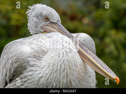 Close-up Portrait von Krauskopfpelikan (Pelecanus crispus) Native nach Südosteuropa und Asien Stockfoto