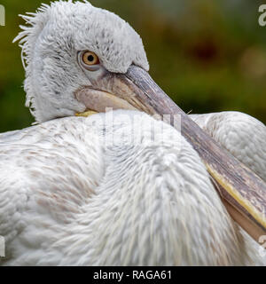 Close-up Portrait von Krauskopfpelikan (Pelecanus crispus) Native nach Südosteuropa und Asien Stockfoto