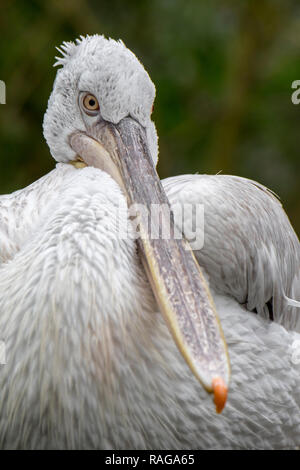 Close-up Portrait von Krauskopfpelikan (Pelecanus crispus) Native nach Südosteuropa und Asien Stockfoto