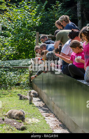 Besucher Fütterung Alpine Murmeltier (Marmota marmota) im Zoo Aran Park, Tierpark / Zoologische Garten in Bossost, Lleida, Pyrenäen, Katalonien, Spanien Stockfoto