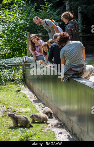 Besucher Fütterung Alpine Murmeltier (Marmota marmota) im Zoo Aran Park, Tierpark / Zoologische Garten in Bossost, Lleida, Pyrenäen, Katalonien, Spanien Stockfoto