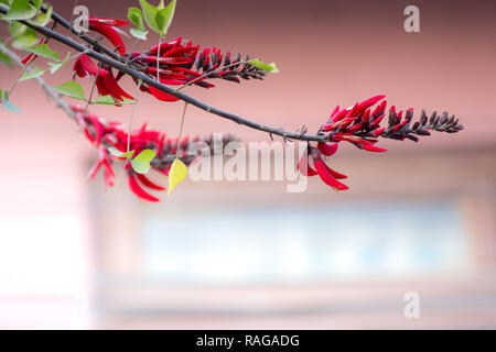 Dunkelrot schöne Blume mit Kopie Raum Stockfoto