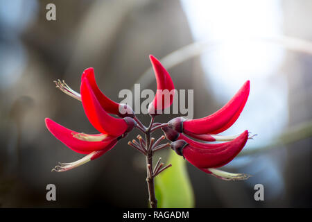 Dunkelrot schöne Blume mit Kopie Raum Stockfoto