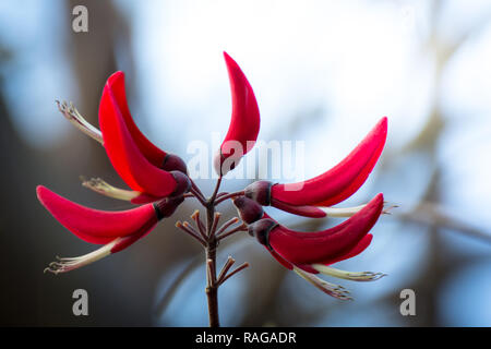 Dunkelrot schöne Blume mit Kopie Raum Stockfoto