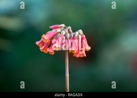 Dunkel Rot Gelb schöne Blume mit Kopie Raum Stockfoto