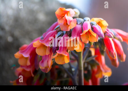 Dunkel Rot Gelb schöne Blume mit Kopie Raum Stockfoto
