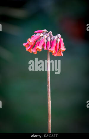 Dunkel Rot Gelb schöne Blume mit Kopie Raum Stockfoto