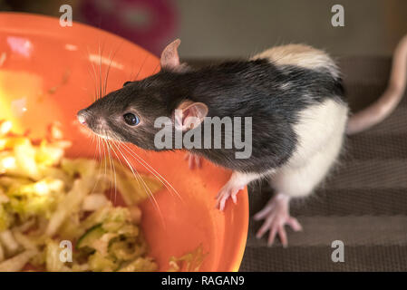 Tier graue Ratte close-up Sitzen auf einem Tisch. eine Ratte sitzt auf einem Tisch in der Nähe von einem Teller essen. Stockfoto