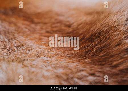 Nahaufnahme Blick von oben auf die Textur von bunten echten toten Tier Fell. Natürliche furry Hintergrund. Horizontale Farbfotografie. Stockfoto