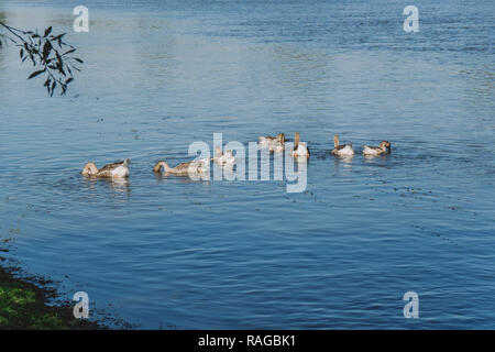 Gruppe der Hausgänse schwimmen in Blue River glücklich Essen und Wasser Pflanzen. Landschaft ökologische Landwirtschaft Konzept. Horizontale Color Foto. Stockfoto