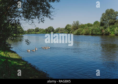 Gruppe der Hausgänse schwimmen in Blue River glücklich Essen und Wasser Pflanzen. Landschaft ökologische Landwirtschaft Konzept. Horizontale Color Foto. Stockfoto