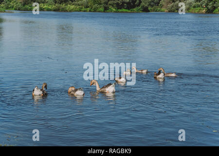 Gruppe der Hausgänse schwimmen in Blue River glücklich Essen und Wasser Pflanzen. Landschaft ökologische Landwirtschaft Konzept. Horizontale Color Foto. Stockfoto