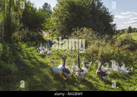 Gruppe von home Gänse zurück nach Hause kommen am Abend, nachdem man den ganzen Tag auf der Weide Weide in Feld oder Wiese. Ökologische Landwirtschaft Konzept. Horizontale Farbe Bild Stockfoto