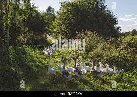 Gruppe von home Gänse zurück nach Hause kommen am Abend, nachdem man den ganzen Tag auf der Weide Weide in Feld oder Wiese. Ökologische Landwirtschaft Konzept. Horizontale Farbe Bild Stockfoto