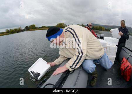 Den Europäischen Aal (Anguilla anguilla) Glasaalen aus Ein aufblasbares Boot während einer Wiedereinführung Projekt freigegeben werden, See Llangorse, Wales, UK. Stockfoto