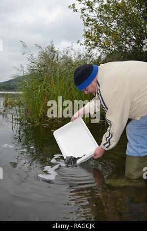 Den Europäischen Aal (Anguilla anguilla) Glasaale während einer Wiedereinführung Projekt freigegeben werden, See Llangorse, Wales, UK. Stockfoto