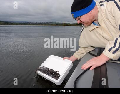 Den Europäischen Aal (Anguilla anguilla) Glasaalen aus Ein aufblasbares Boot während einer Wiedereinführung Projekt freigegeben werden, See Llangorse, Wales, UK. Stockfoto