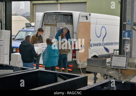 Glasaale, Jungen Europäischen Aal (Anguilla anguilla) Glasaale, in isolierte Kartons verpackt, für den Verkehr, die geladen werden Projekte zur Wiederansiedlung. Stockfoto