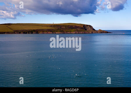 Seevögel an der Oberfläche an der Mündung des Camel Estuary, North Cornwall, England. Stockfoto