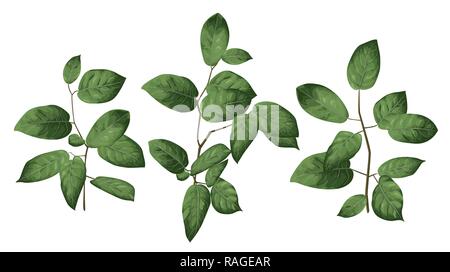 Blätter und Zweige von einem immergrünen Salal, gaultheria Shallon, oder einfach auf weißem Hintergrund. Vektor Aquarell elegante Hand aufgestellt Stock Vektor