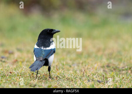 Eine gemeinsame Magpie (Pica Pica) wandern und auf der Suche nach Nahrung im Garten Stockfoto