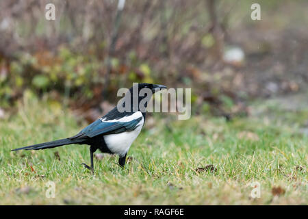 Eine gemeinsame Magpie (Pica Pica) wandern und auf der Suche nach Nahrung im Garten Stockfoto