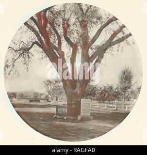 Die Washington Elm, William J. Stillman (American, 1828 - 1901), Boston, Massachusetts, United States, negative 1874 Neuerfundene Stockfoto