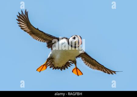 Nahaufnahme von einem wilden Papageitaucher im Flug Stockfoto