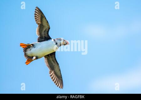 Nahaufnahme von einem wilden Papageitaucher im Flug Stockfoto