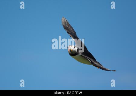 Nahaufnahme von einem wilden Papageitaucher im Flug Stockfoto