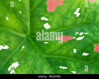 Rosa und weissen Sommersprossen auf der grünen Fläche von caladium Bicolor Blatt Stockfoto