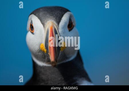 Nahaufnahme eines Papageitaucher Stockfoto