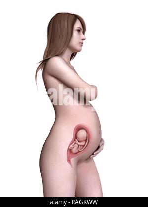 Abbildung: Eine schwangere Frauen in Woche 28. Stockfoto
