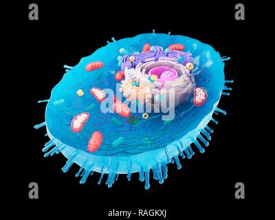 Abbildung einer menschlichen Zelle Querschnitt. Stockfoto