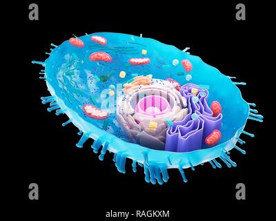 Abbildung einer menschlichen Zelle Querschnitt. Stockfoto