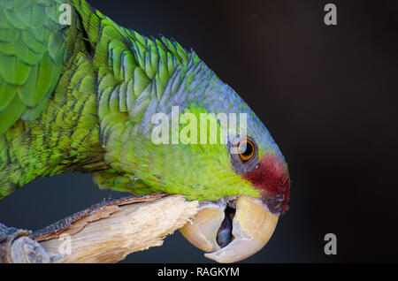 Porträt eines Lila-gekrönte Amazon Parrot Stockfoto