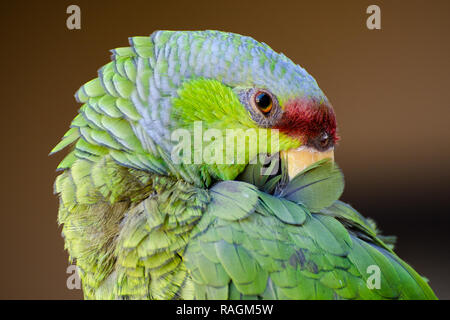 Flieder - gekrönte Amazon Parrot pflegen ihre Federn Stockfoto