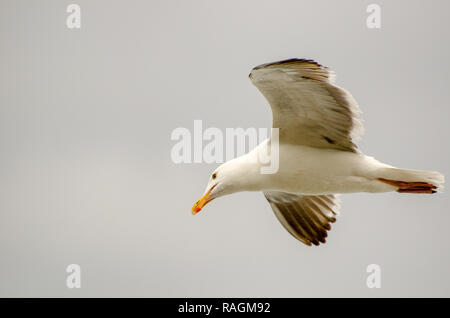 Möwe im Flug isoliert auf grauem Hintergrund Stockfoto