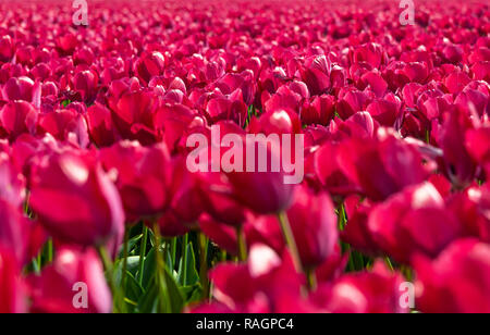 Ein Feld von dunkel rosa Tulpen blühen im April 2018 in Südholland, Niederlande Stockfoto