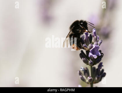 Hummel auf Lavendel Stockfoto