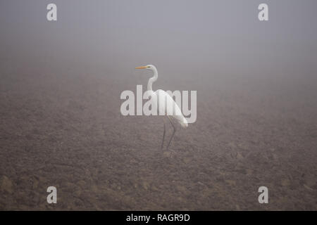 Silberreiher (Ardea alba), auch als die gemeinsame Reiher, Seidenreiher, oder große weiße Reiher bekannt. Stehend auf dem Feld im Nebel. Stockfoto
