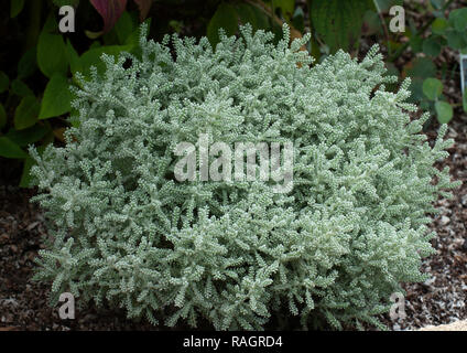 Santolina chamaecyparissus, Lavendel Baumwolle, Stockfoto