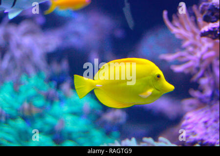 Gelbe tang tropischen Salzwasserfische (Zebrasoma flavescens) der Familie der Familie Acanthuridae Stockfoto