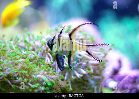 Tropische Banggai cardinalfish (Pterapogon kauderni) im Meerwasser-aquarium. Stockfoto