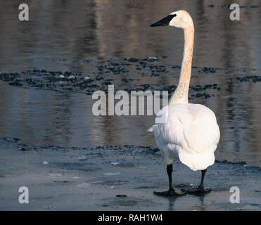 Swan, Gänse und Enten auf dem Bow River in Calgary. Stockfoto