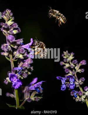 Honigbienen, Apis mellifera, auf Lavendel selbstbefruchtend und Sammeln von Nektar, dunklen Hintergrund Stockfoto