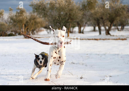 Dalmatiner hund Kinderfahrrad mit einem anderen Hund in einem schneebedeckten Feld mit Olivenbäumen auf bacground. Madrid, Spanien. Stockfoto