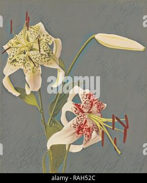 Lilien, Kazumasa Ogawa (Japanisch, 1860-1929), 1897, von Hand gefärbt Lichtdruck, 27,8 x 23,5 cm (10 15,16 x 9 1,4 in Neuerfundene Stockfoto